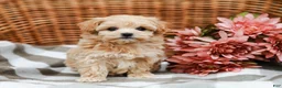 Maltipoo dogs for sale: Cecelia - Ad 4