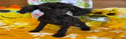 Toy Poodle dogs for sale: Lilly - Ad 2