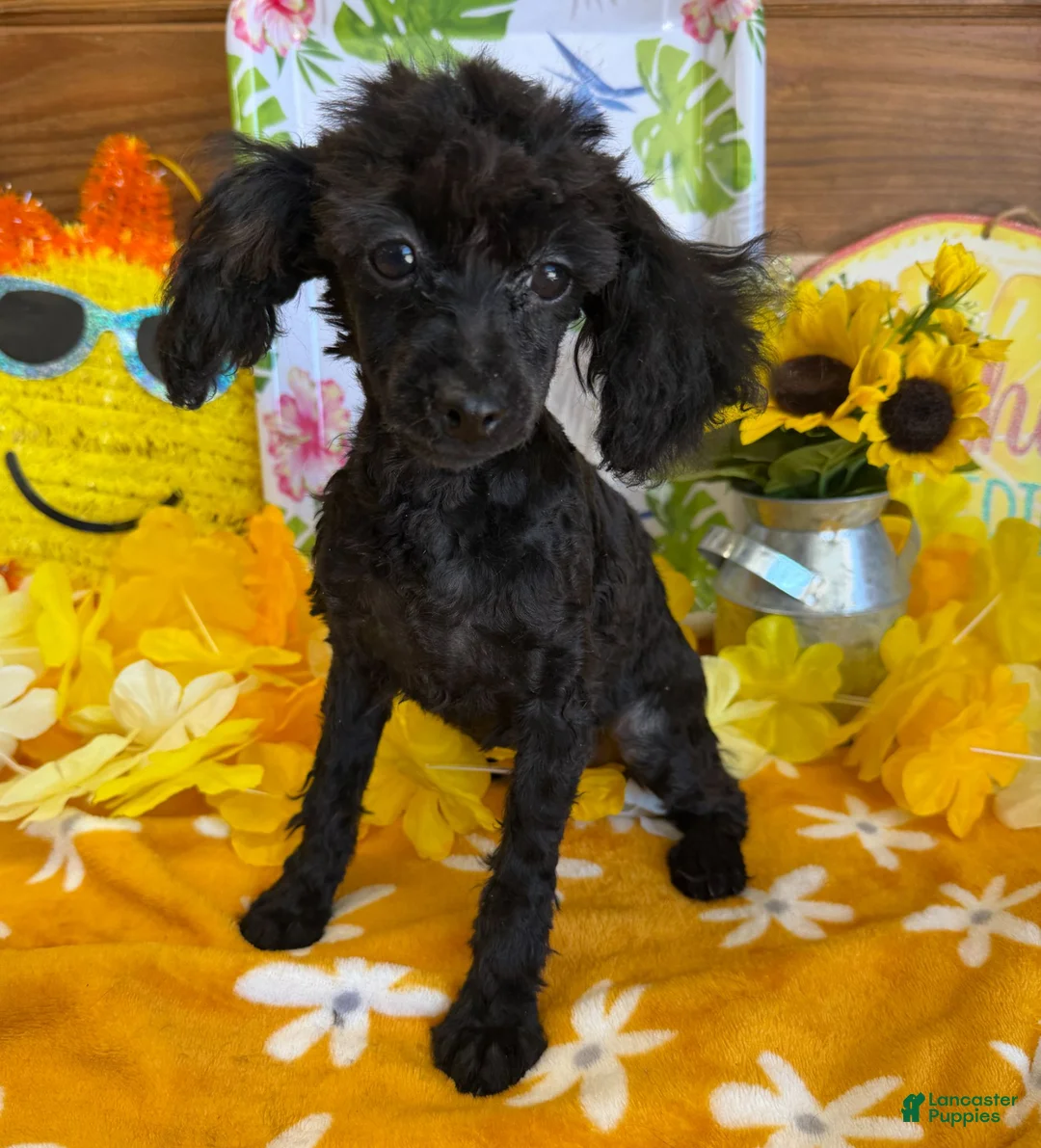 Toy Poodle dogs for sale: Lilly - Ad 2