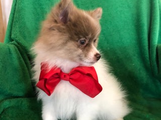 Pomeranian dogs Zep - Ad 9