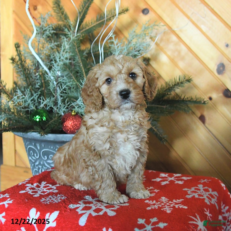 Mini Goldendoodle dogs Selena - Ad 12