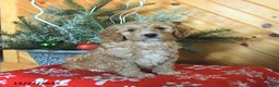 Mini Goldendoodle dogs for sale: Selena - Ad 1