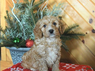 Mini Goldendoodle dogs Selena - Ad 34