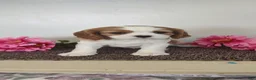 Cavalier King Charles Spaniel dogs for sale: Eva  - Ad 1
