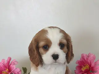 Cavalier King Charles Spaniel dogs Eva - Ad 39