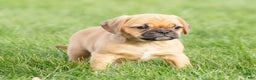Puggle dogs for sale: Ripley - Ad 7