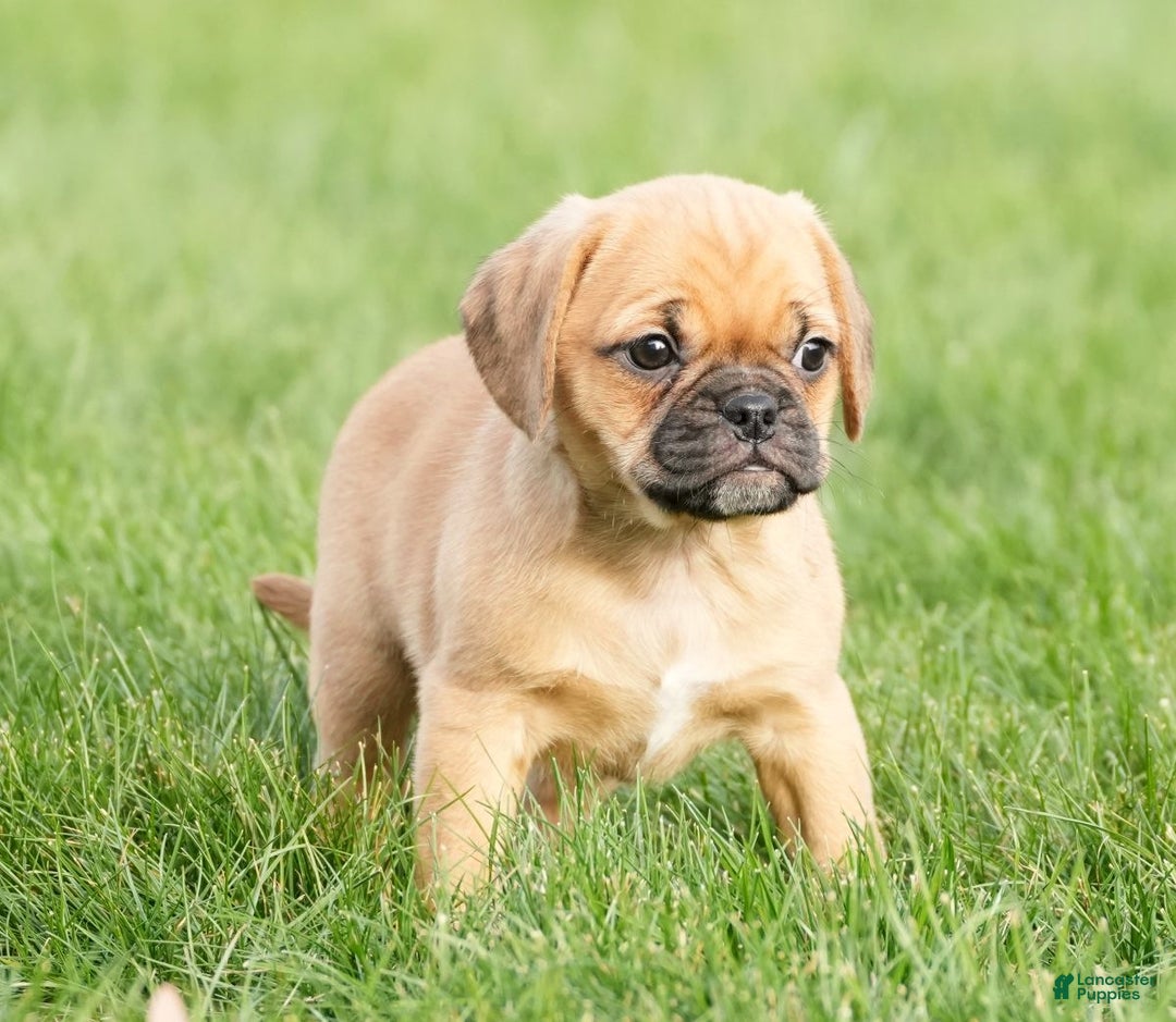 Puggle dogs for sale: Ripley - Ad 7
