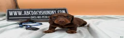 Miniature Dachshund dogs for sale: Russian champion lines  - Ad 3