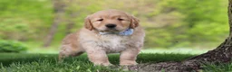 Golden Retriever dogs for sale: Loki - Ad 1