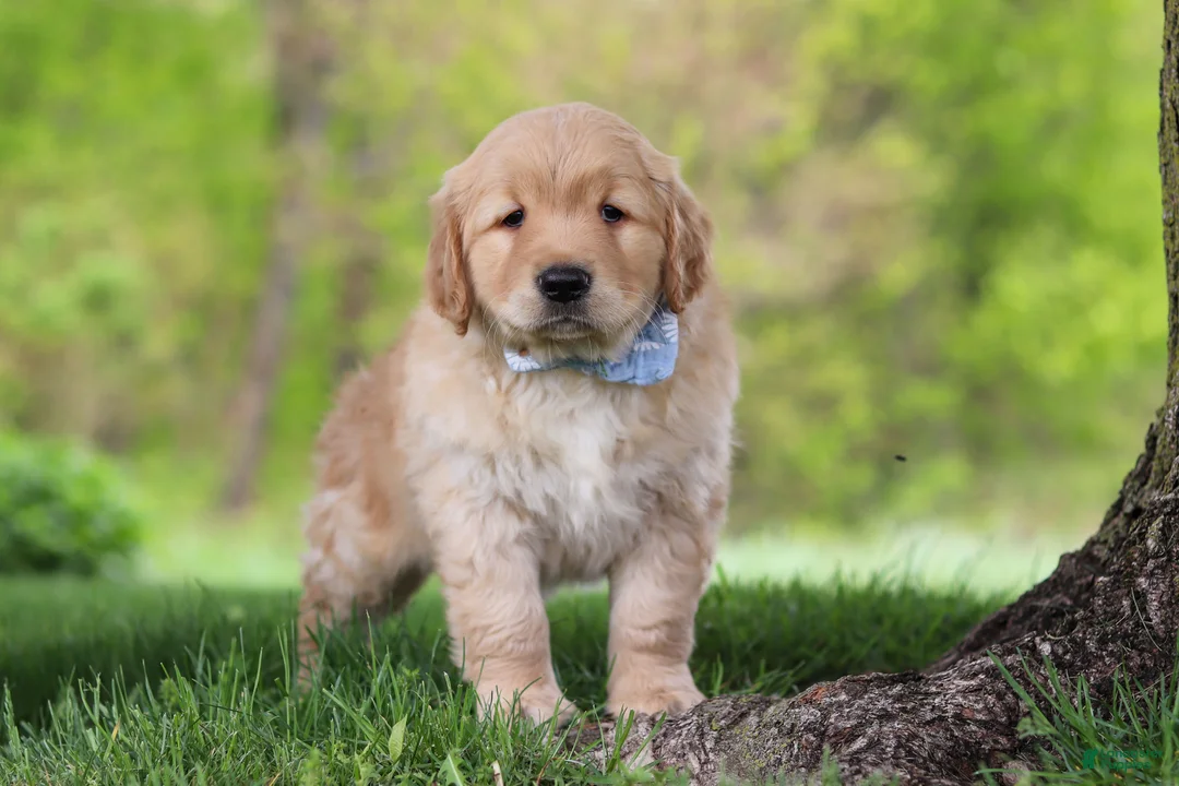 Golden Retriever dogs for sale: Loki - Ad 1