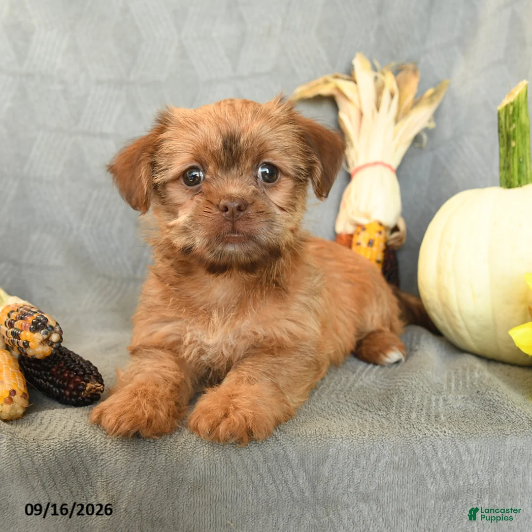 Shorkie dogs for sale: Hershey - Ad 2