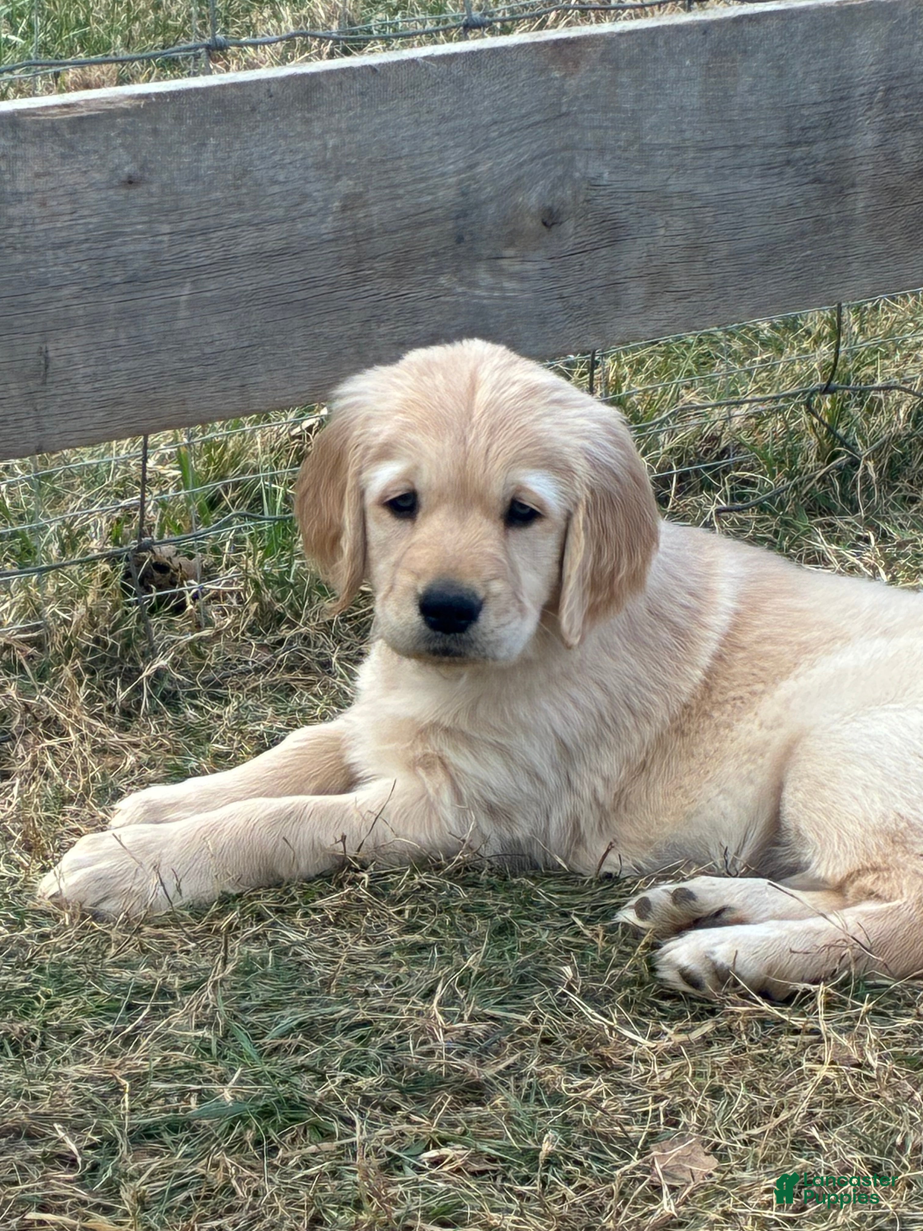 Golden Retriever dogs Jacquline - Ad 32