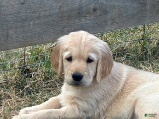 Golden Retriever dogs Jacquline - Ad 20