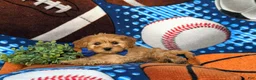 Cockapoo dogs for sale: Bryant 9 lbs Full Grown - Ad 4