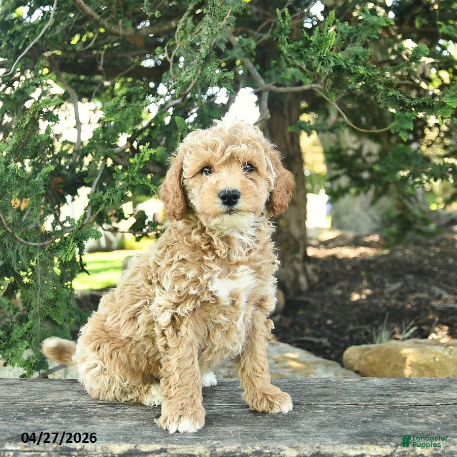 Goldendoodle dogs Milo - Ad 2