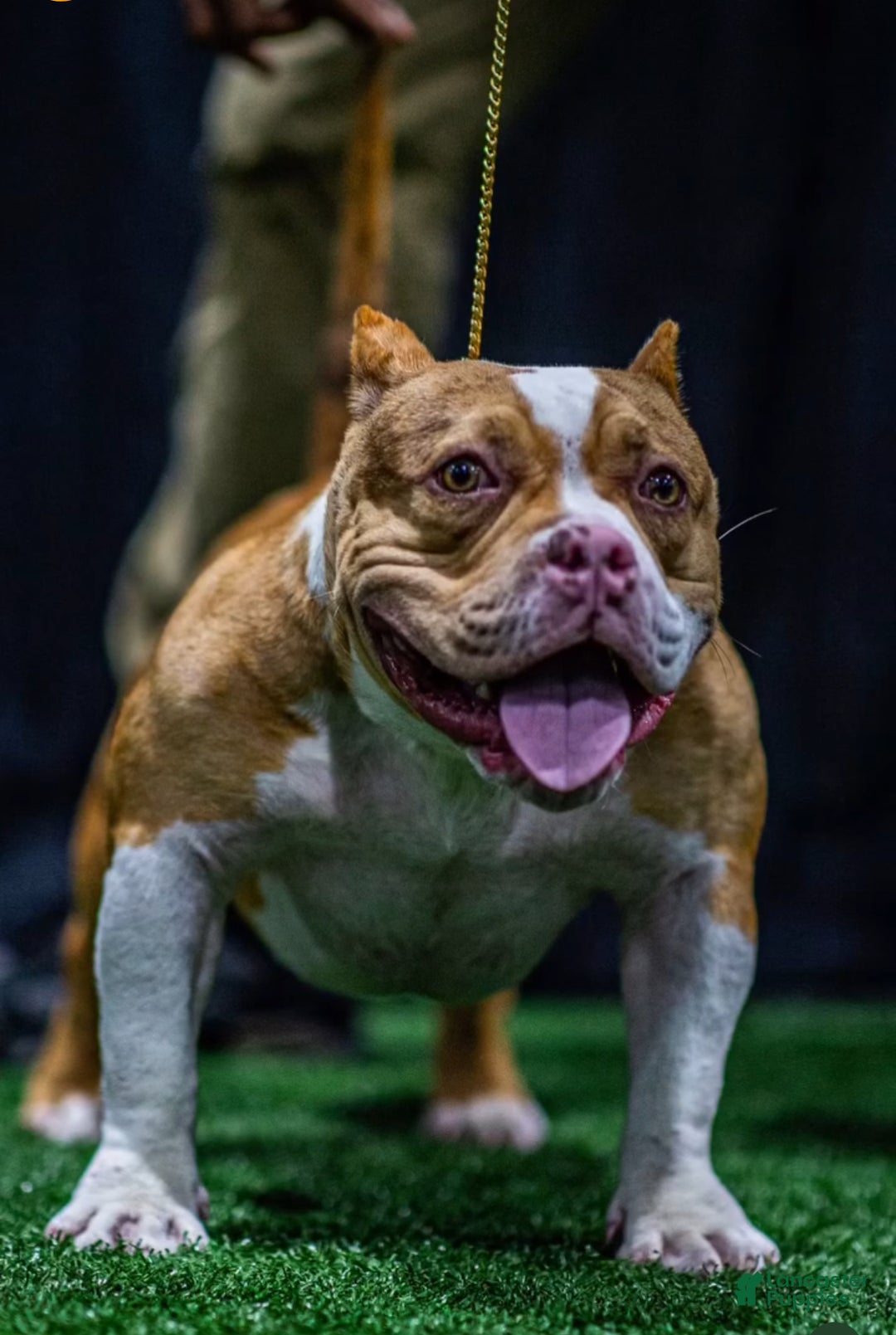 American Bully dogs for sale: Prince  - Ad 2