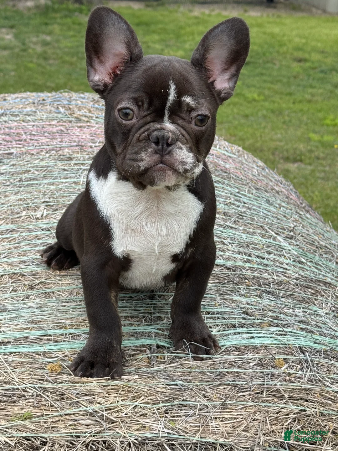 French Bulldog dogs for sale: French Bulldog Puppy 2 - Ad 2