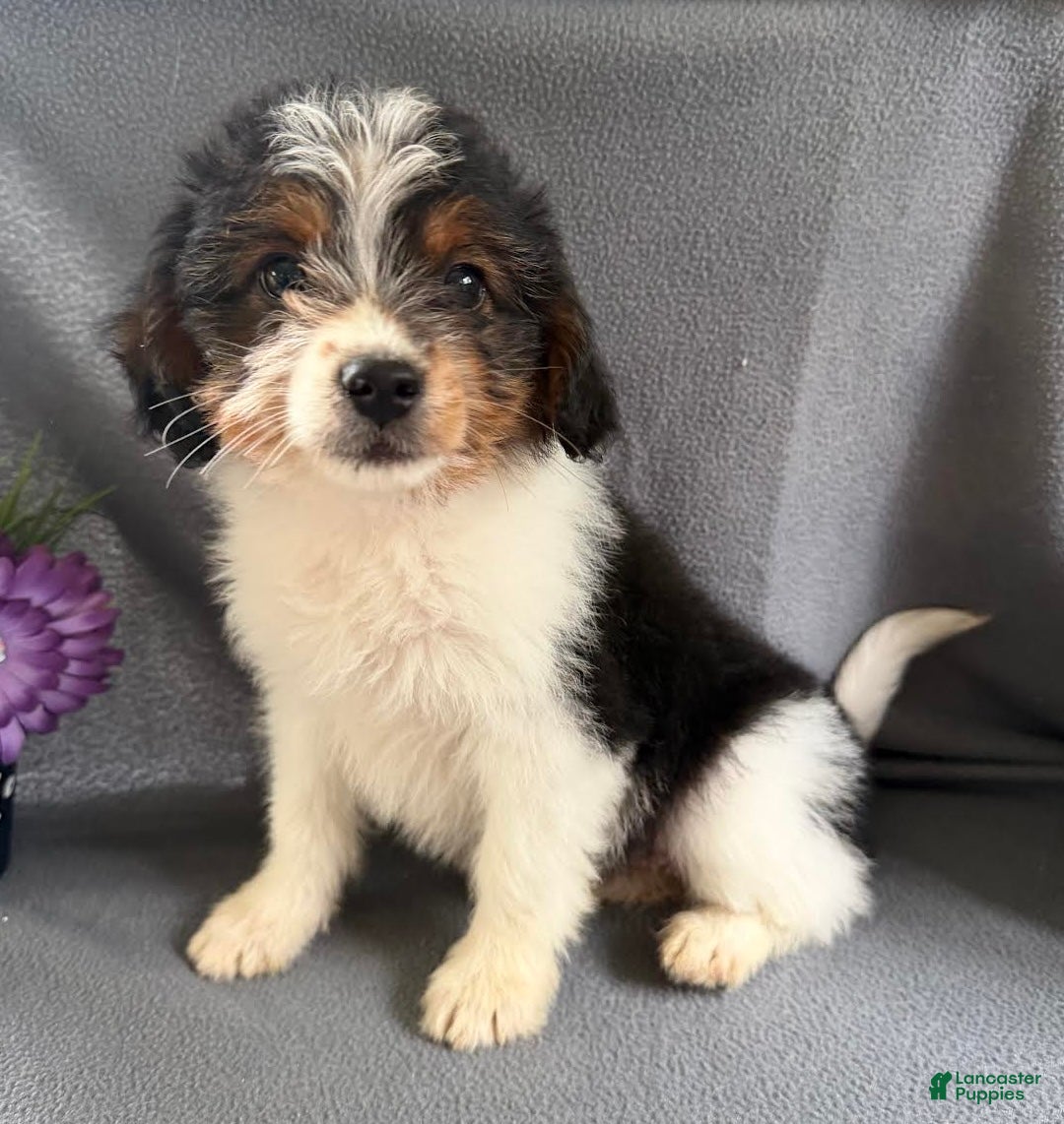 Mixed Breed dogs Jewell - Ad 1