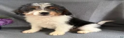 Mixed Breed dogs for sale: Jewell - Ad 1