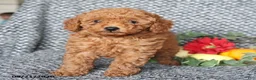 Miniature Poodle dogs for sale: Peanut  - Ad 3