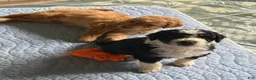 Aussiedoodle dogs for sale: Boston Rob - Ad 6