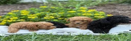 Toy Poodle dogs for sale: Captain - Ad 14