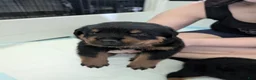 Rottweiler dogs for sale: Rottweiler Puppy 2 - Ad 1