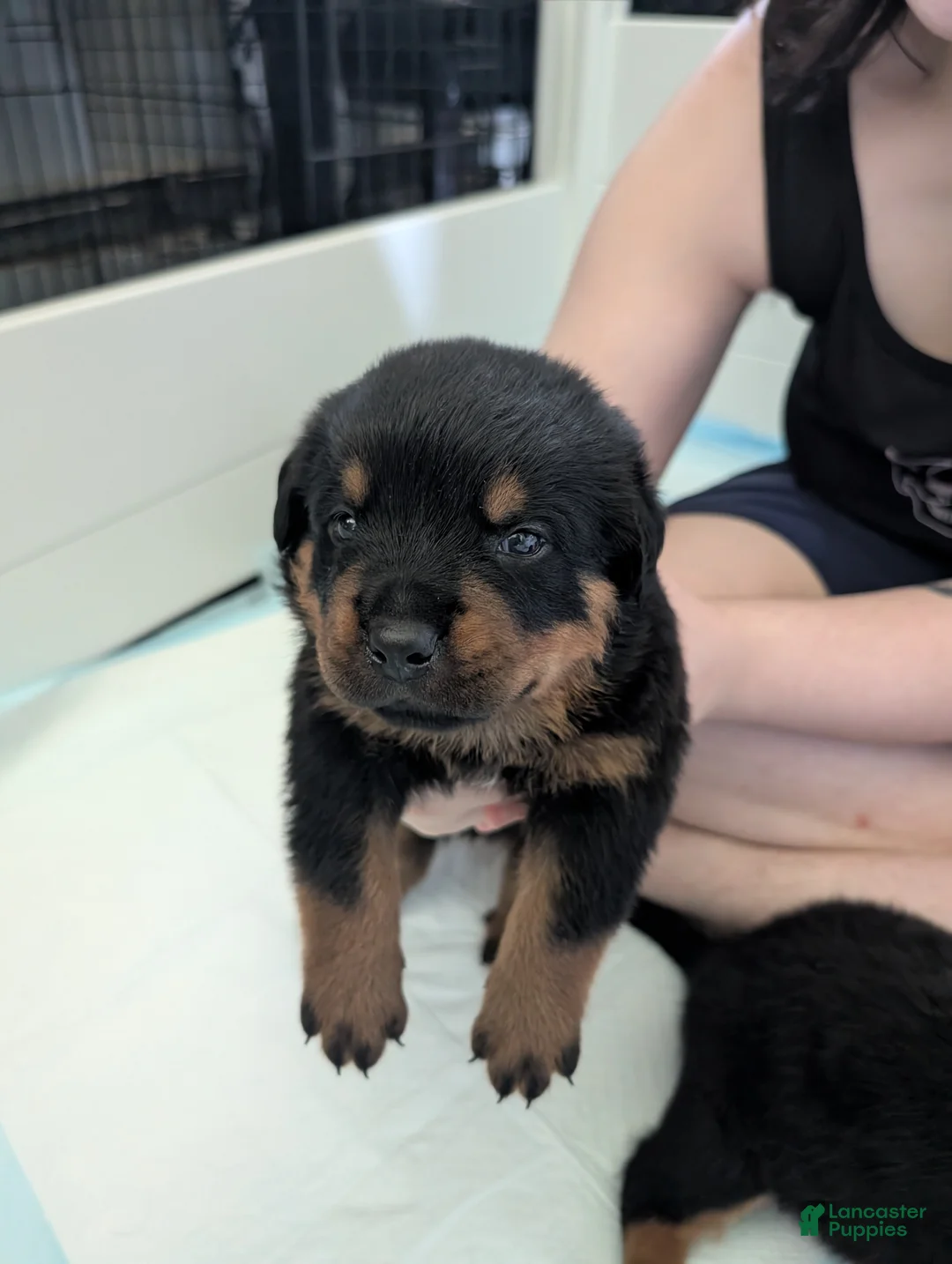 Rottweiler dogs for sale: Rottweiler Puppy 2 - Ad 1