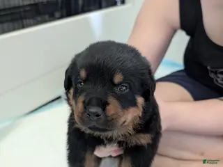 Rottweiler dogs Rottweiler Puppy 2 - Ad 5