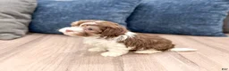 Havanese dogs for sale: Pearl - Ad 4