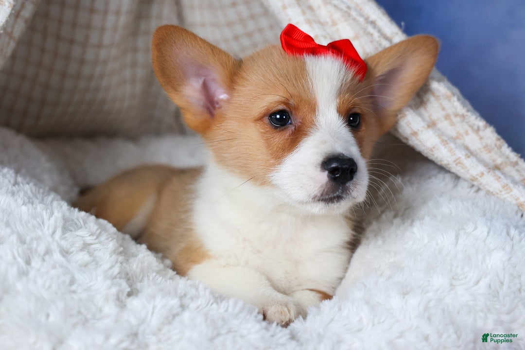 Welsh Corgi Pembroke dogs for sale: Mack - Ad 11