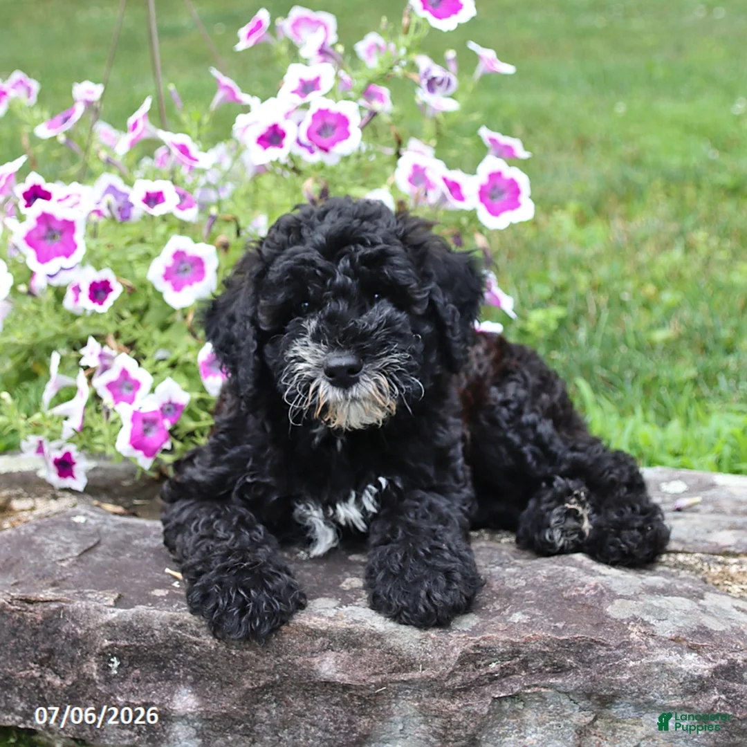 Whoodle dogs for sale: Buck - Ad 2