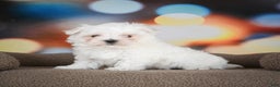 Maltese dogs for sale: Bentley - Ad 1