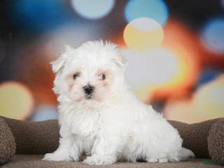 Maltese dogs Bentley - Ad 24