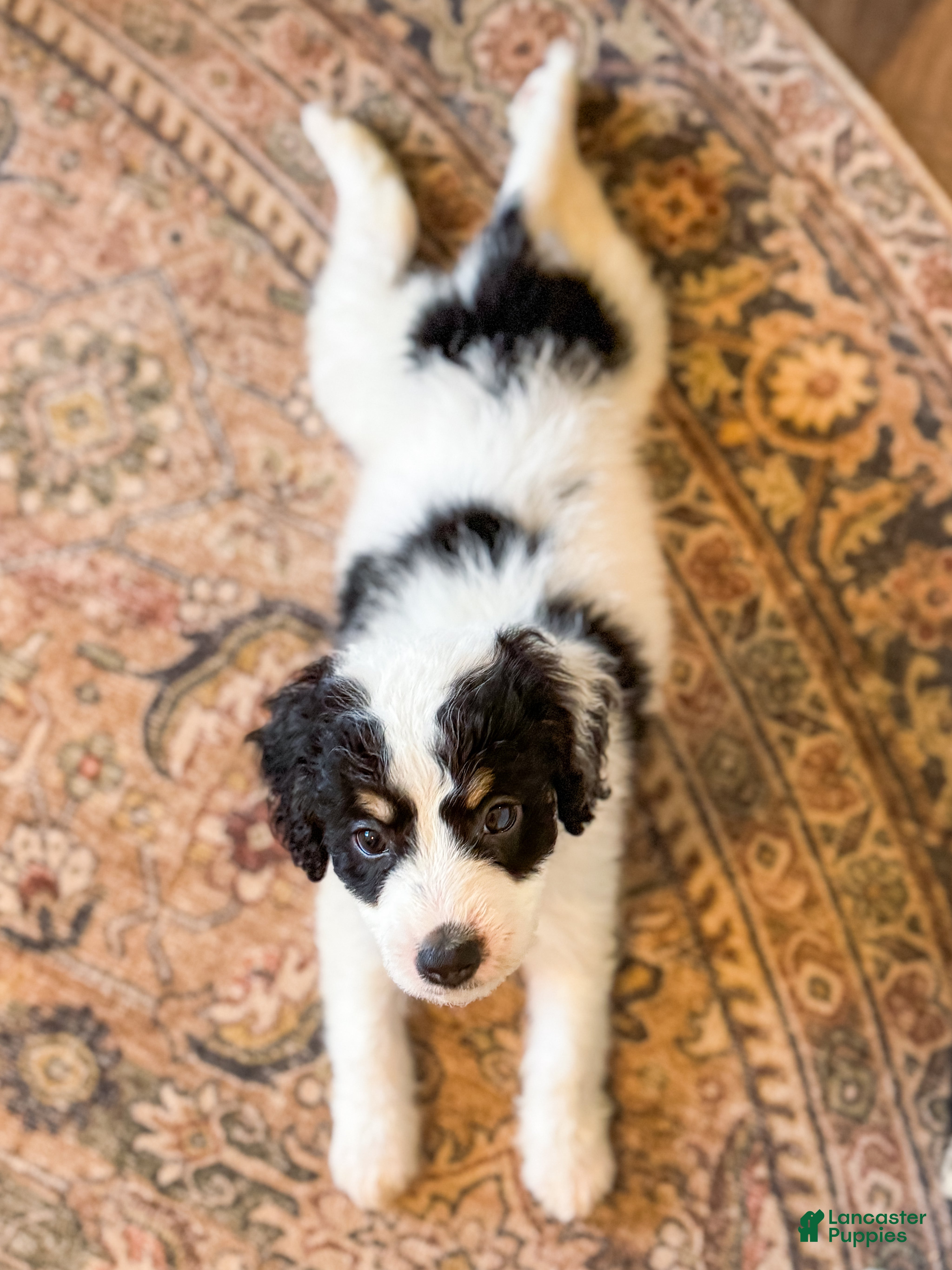 Mini Bernedoodle dogs for sale: Buster  - Ad 32