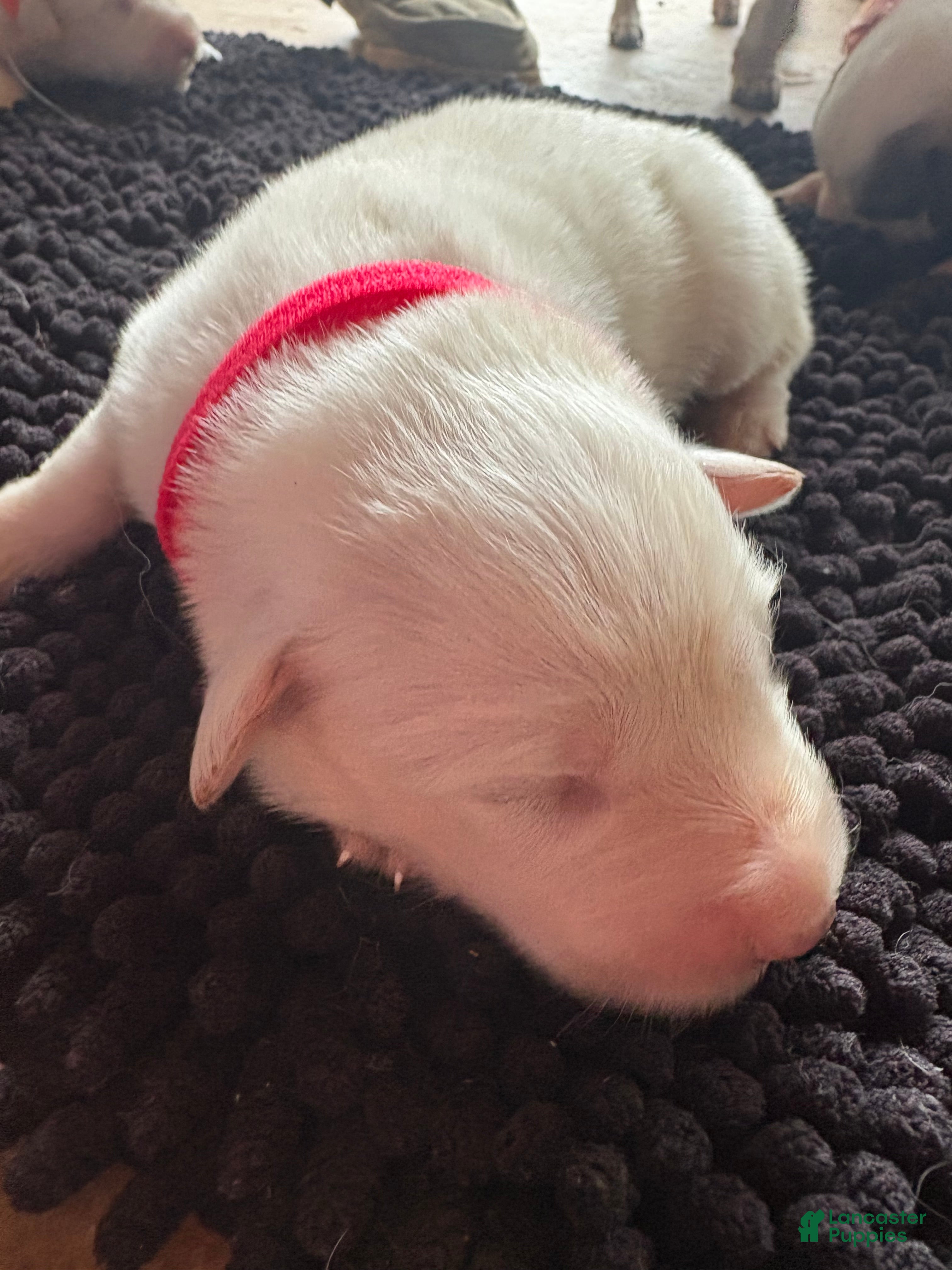 Great Pyrenees dogs for sale: Great Pyrenees 5 - Ad 34