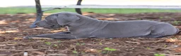 Great Dane dogs for sale: Asher - Ad 5