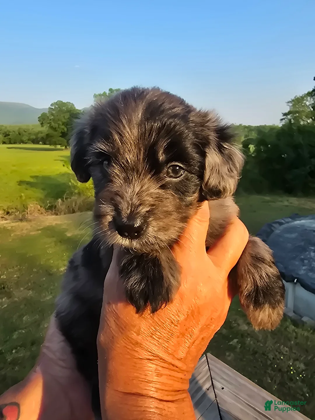Mini Aussiedoodle dogs for sale: Bella - Ad 1