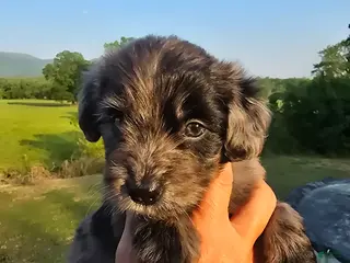 Mini Aussiedoodle dogs Bella - Ad 1