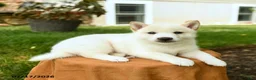 Shiba Inu dogs for sale: Chase - Ad 5
