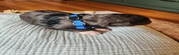 Mixed Breed dogs for sale: Comet - Ad 3