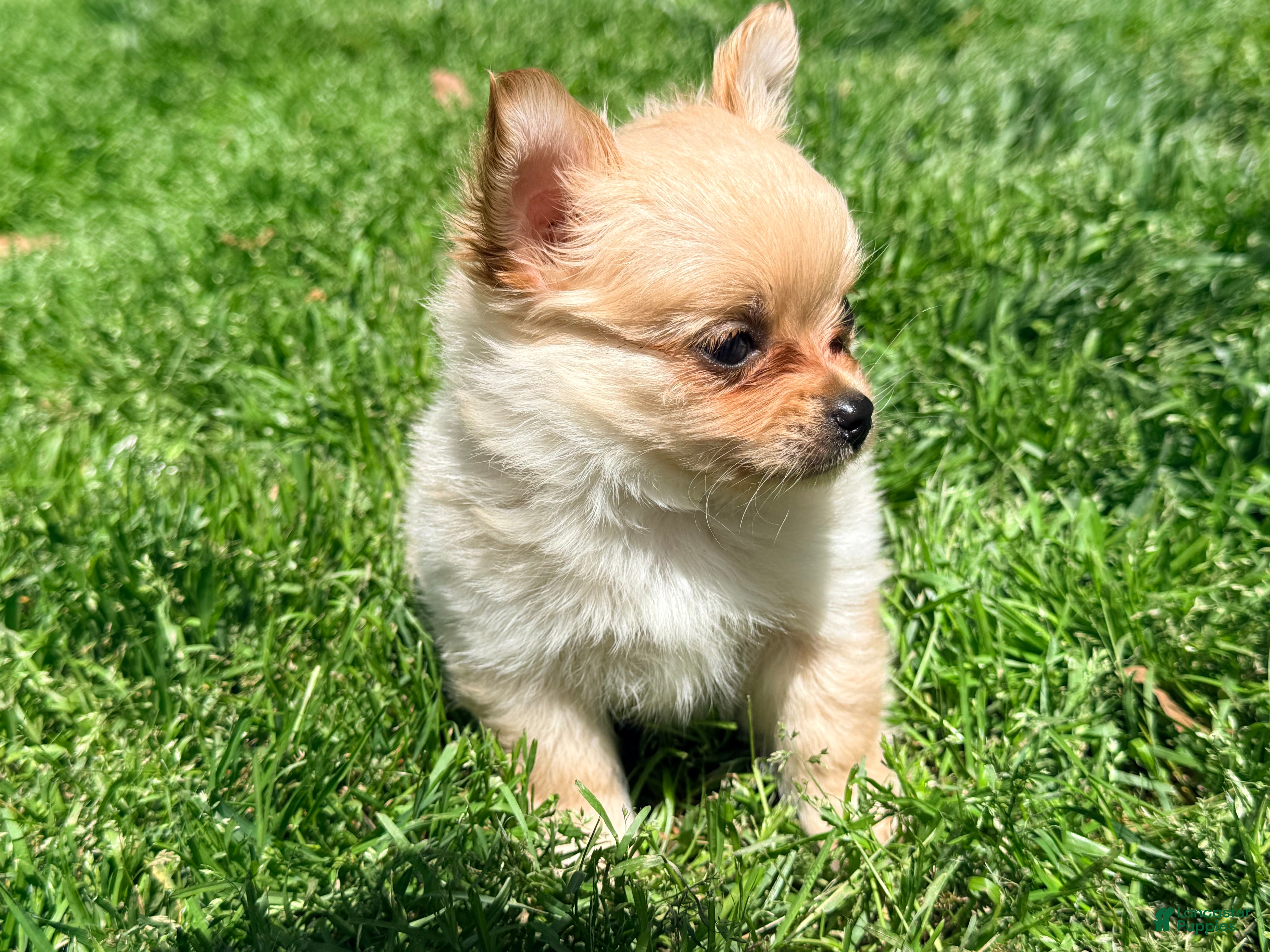 Pomchi dogs Fuji - Ad 3