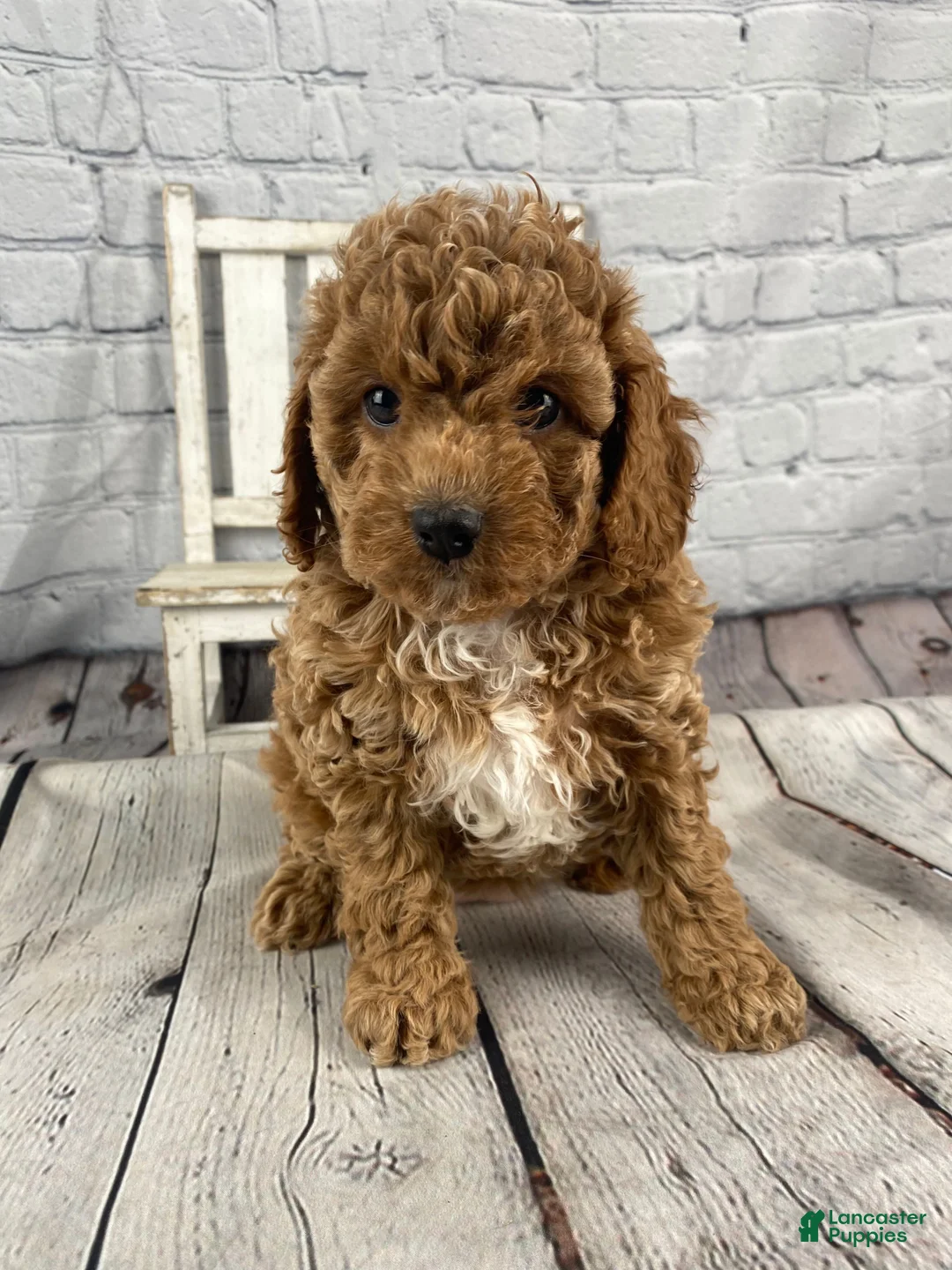 Cavapoo dogs for sale: Gracie - Ad 1