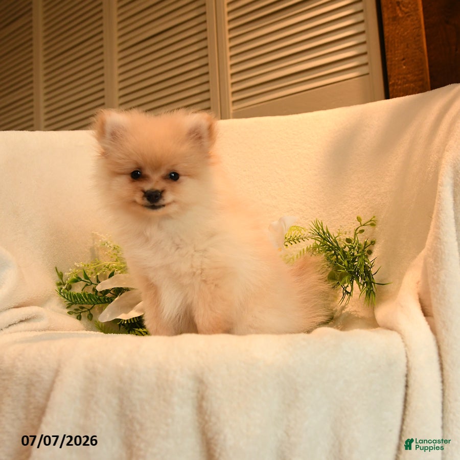 Pomeranian dogs Pickwick - Ad 1