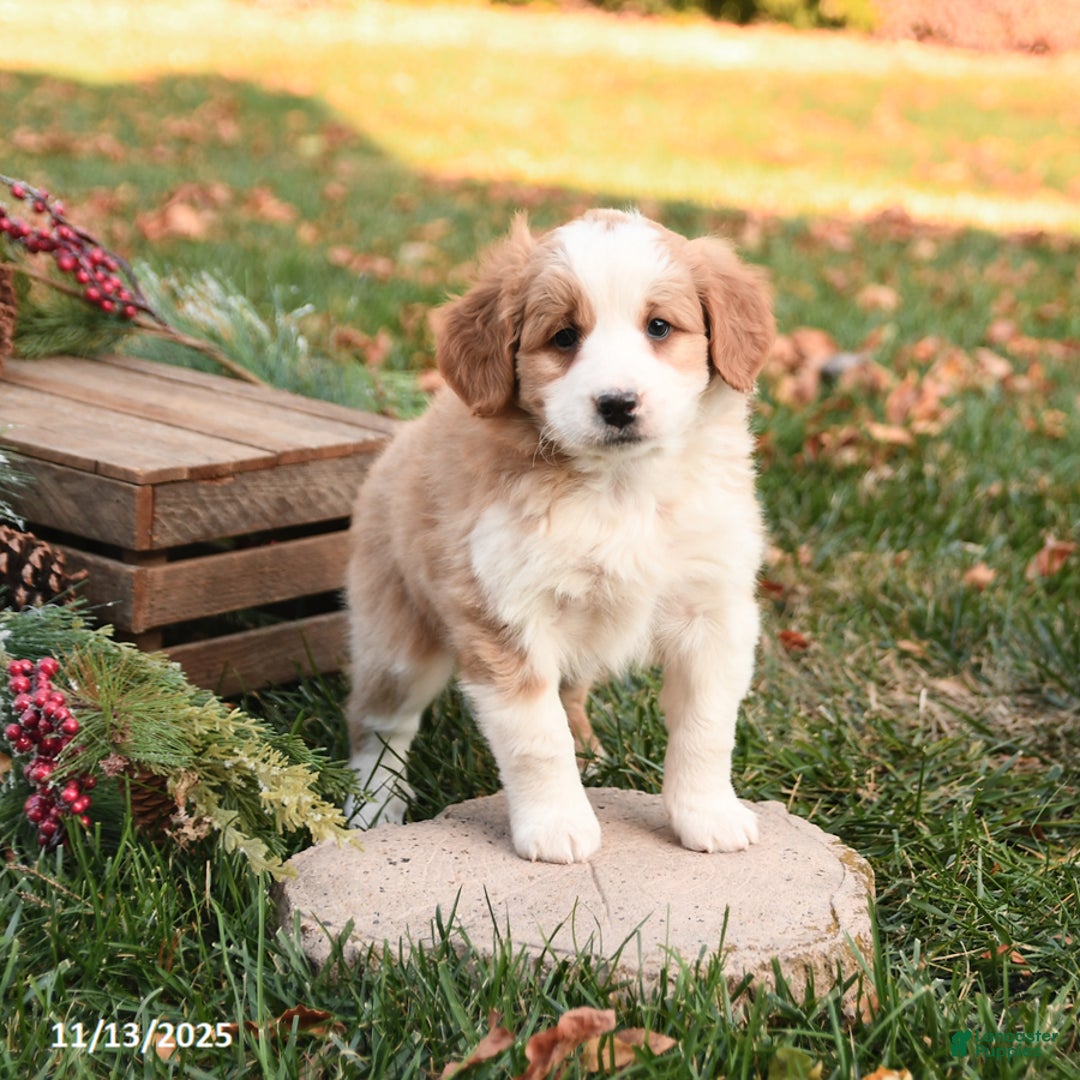 Mini Bernedoodle dogs for sale: Tessa - Ad 2