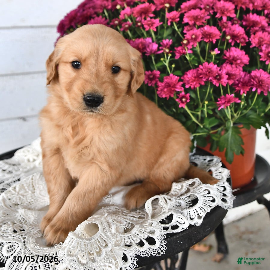 Golden Retriever dogs Rover - Ad 1