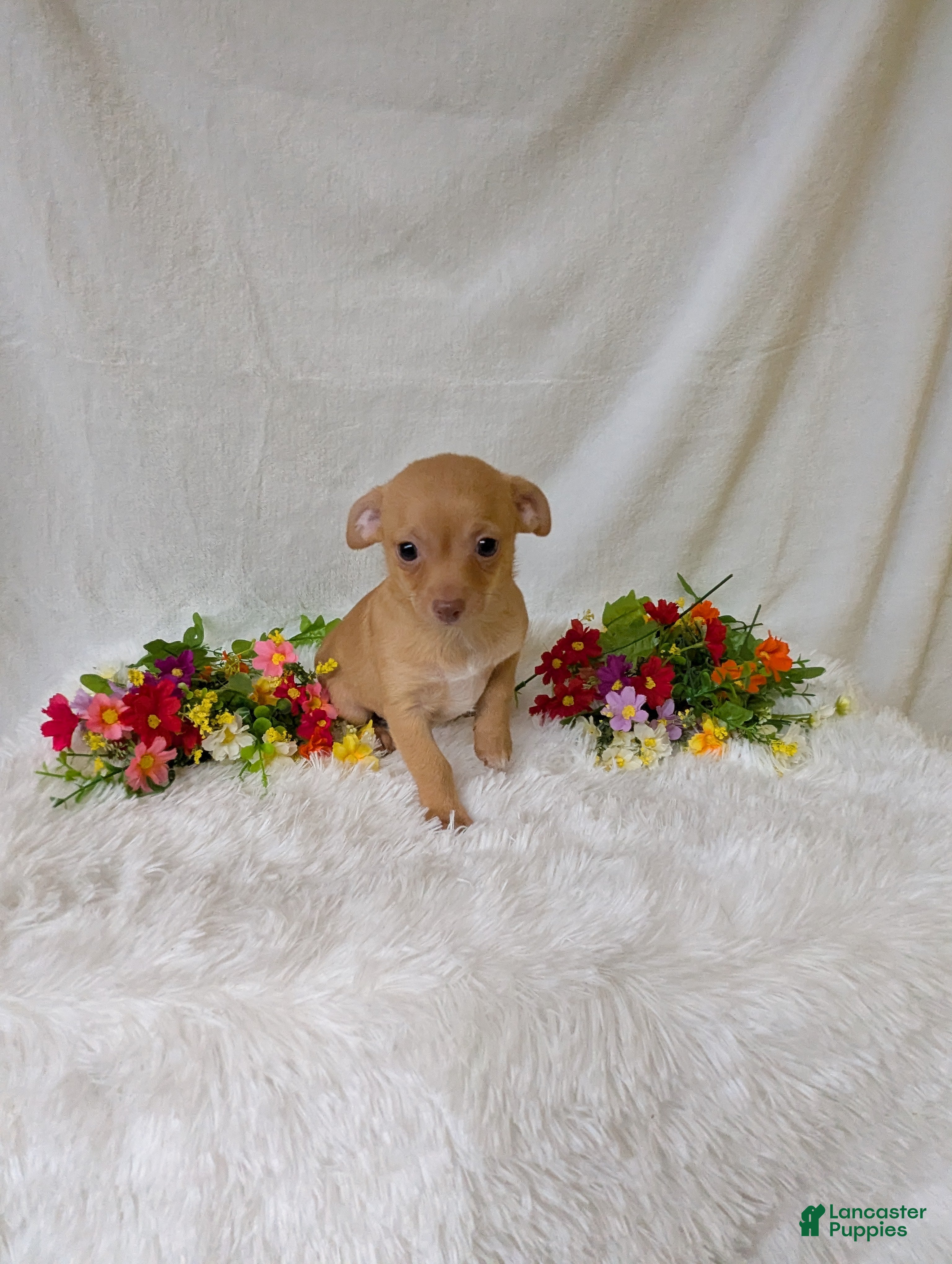 Chihuahua dogs Timmy - Ad 2
