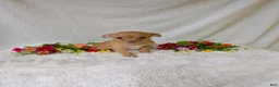 Chihuahua dogs for sale: Timmy - Ad 2