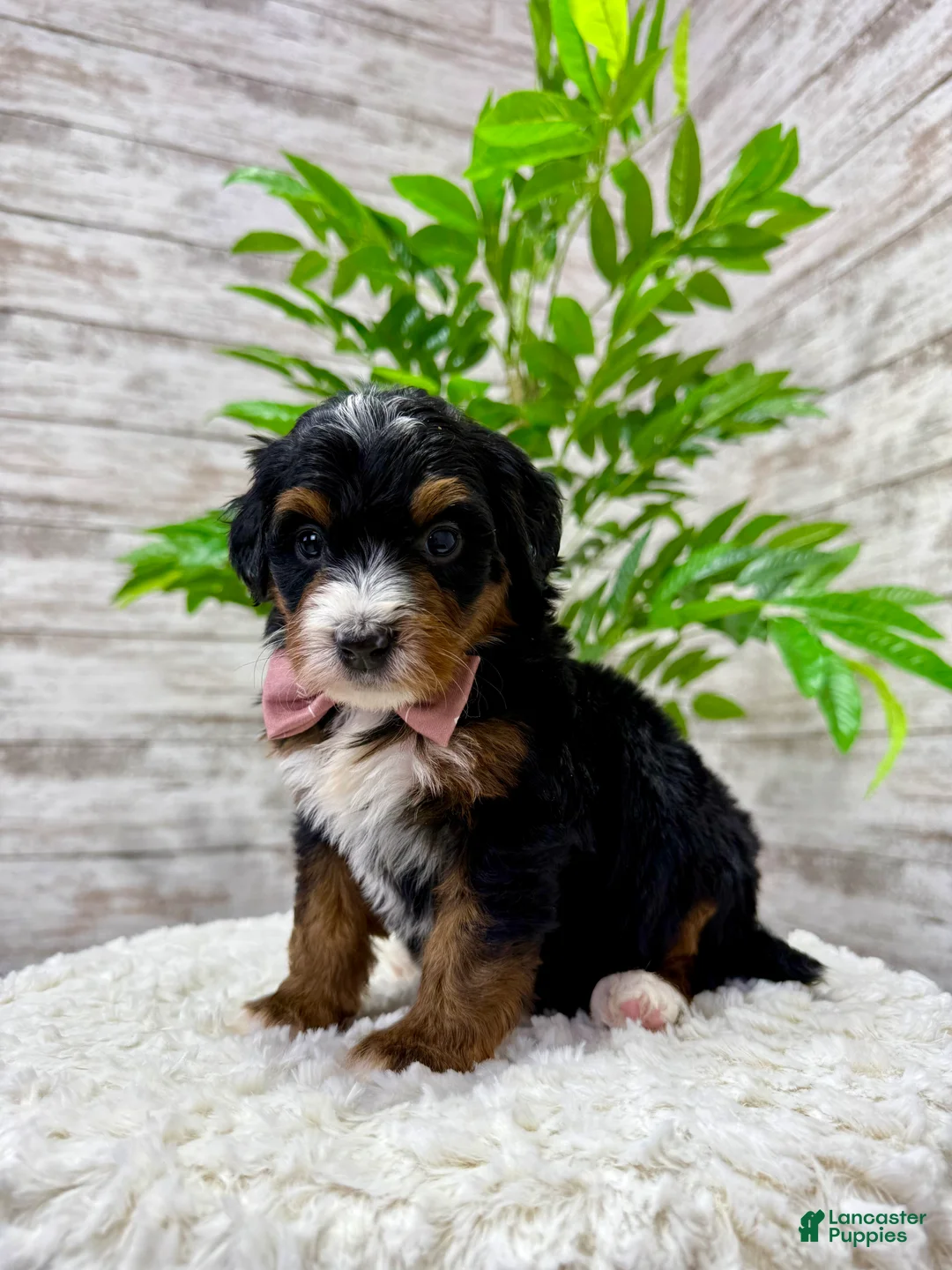 Mini Bernedoodle dogs for sale: 🌹Rosie - Ad 4