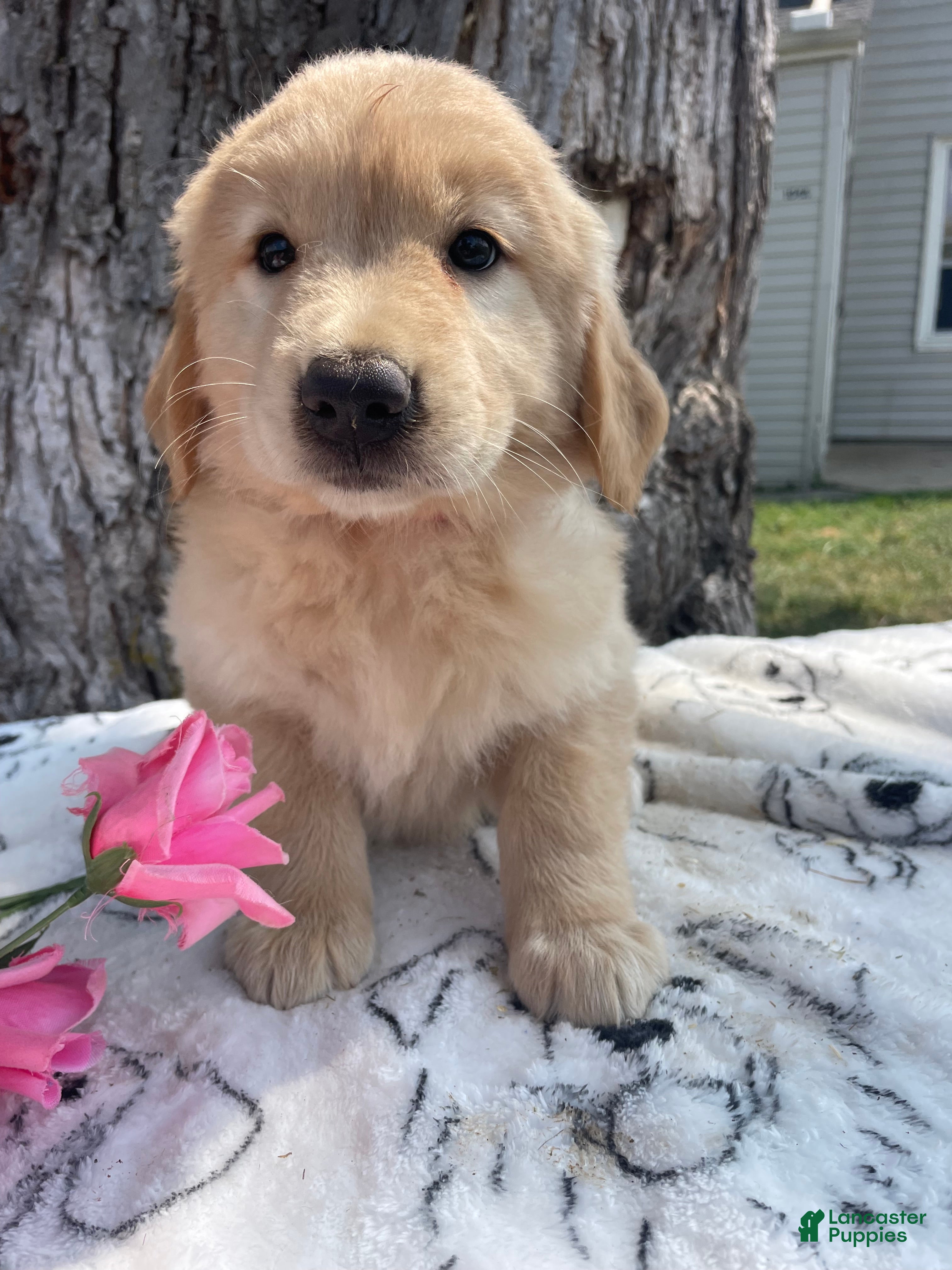Mixed Breed dogs Holly - Ad 37